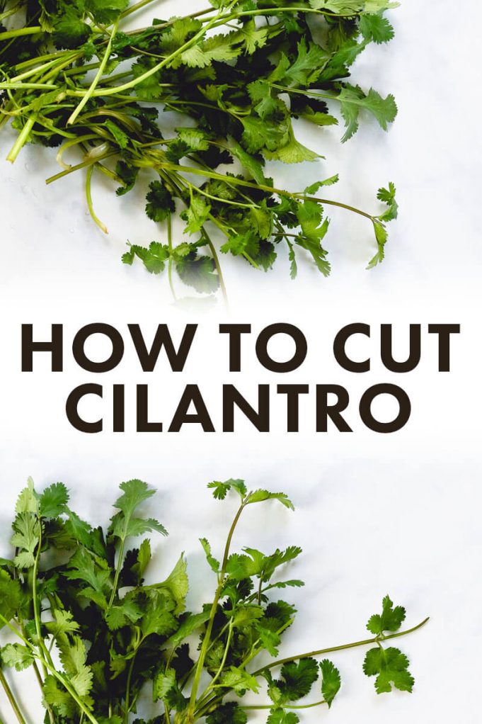 How to Cut Cilantro