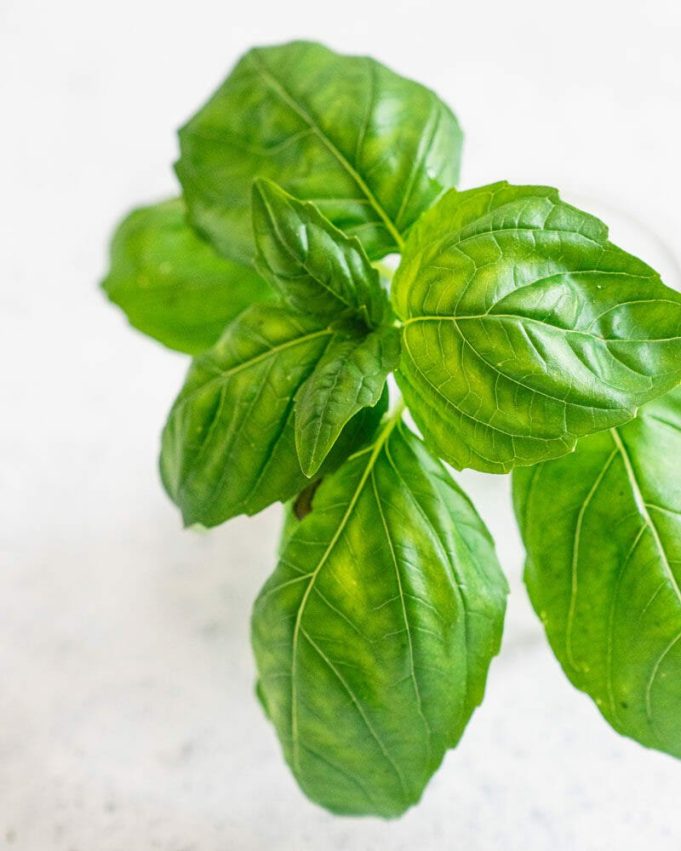 How to Grow Basil How To 038 Recipes