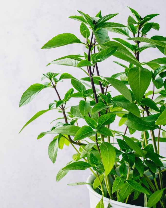 Quick Guide to Thai Basil